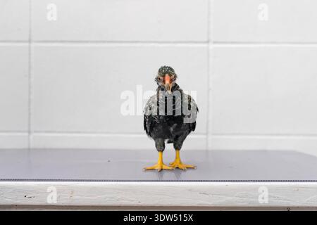 Black Chick est debout sur la table gris violet dans la lumière extérieure. Banque D'Images