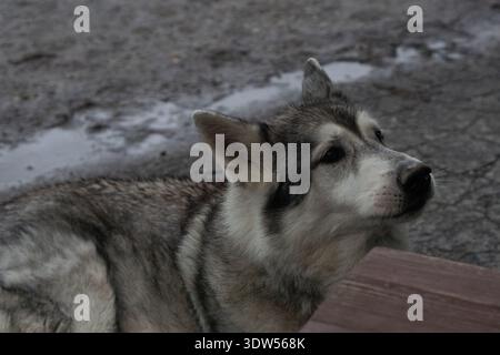 Gros plan du chien Husky sibérien sur un sol en béton à l'extérieur, regardant vers le haut. Banque D'Images