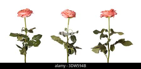 Jardin rose tiges différents angles arrière-plan isolé. Vues multiples, les branches de rosa hybrida ont arrangé une disposition minimale. Assortiment floral, Spring botan Banque D'Images