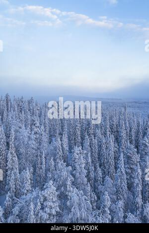 Vue aérienne des arbres chargés de neige s'étendent à l'horizon, un contraste frappant avec le ciel bleu pâle, Ruka, Pohjois-Pohjanmaa, Finlande. Banque D'Images