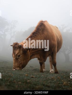 Vue d'une vache brune sereine pèle paisiblement sur le pâturage brumeux et vert, se fondant dans l'horizon brumeux, créant une scène tranquille, Porto Moniz, Por Banque D'Images