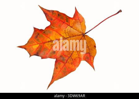 Feuille d'automne isolé sur fond blanc Banque D'Images
