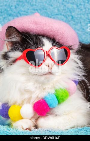 Portrait d'un beau chat noir et blanc drôle portant un béret rose et collier sur un fond bleu. Le chat avec un col en peluche arc-en-ciel et Banque D'Images