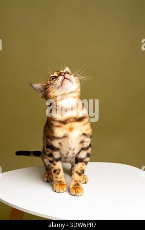 Chaton Bengale assis sur une chaise blanche et lève les yeux. prise de vue en studio Banque D'Images