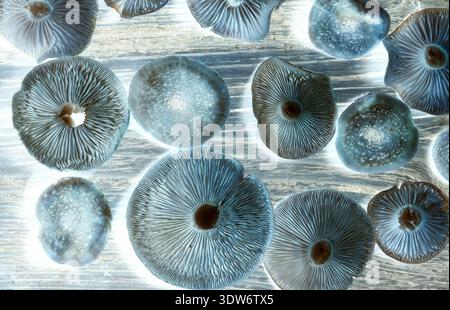 Gros plan des chapeaux de champignons comestibles bleu-brun, inversion de couleur. Vue de dessus. Banque D'Images