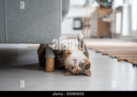 Chat calico drôle paresseux couché sur le sol près du canapé veut jouer, idiot mignon autour de regarder la caméra Banque D'Images