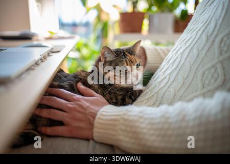 Chat calico détendu moelleux repose paisiblement sur les genoux du propriétaire tandis que l'homme caressant animal de compagnie est assis au bureau à la maison. Banque D'Images