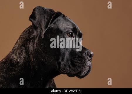 Gros plan portrait de profil latéral d'un Brindle Cane Corso sur un fond de studio chaleureux. Chien de garde puissant de race pure isolé avec un visage détaillé Banque D'Images