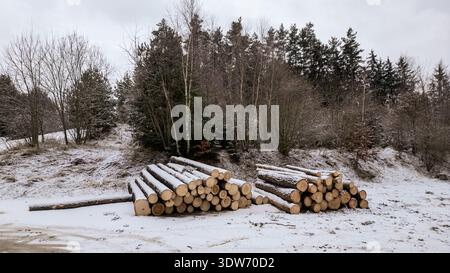 Une vue panoramique sur les grumes de pin et d'épicéa soigneusement empilées à la lisière d'une forêt pendant la saison hivernale. Le sol et les sommets des bûches sont des criques Banque D'Images