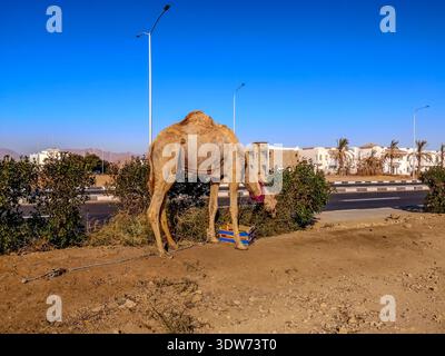 Chameau échappé avec une corde sur sa jambe sur fond de la ville tropicale de Charm El Cheikh (Egypte). Dromadaire mange les feuilles des buissons Banque D'Images