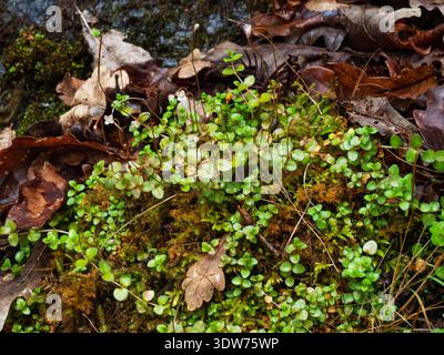 Epilobium brunnescens, réserve naturelle nationale de Glen Roy, région des Highlands, Écosse, Royaume-Uni, 2023 Banque D'Images