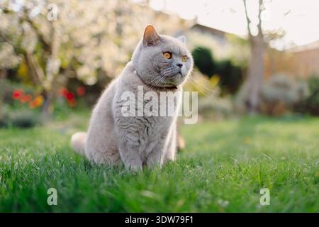 Portrait de chat droit écossais en extérieur. Chat gris sérieux Banque D'Images