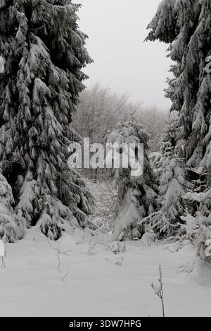 Une scène hivernale à couper le souffle avec une passerelle naturelle formée par deux grands arbres à feuilles persistantes chargés de neige, s'ouvrant dans une forêt brumeuse couverte d'épaisses Banque D'Images