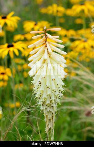 Kniphofia. Kniphofias. Kniphofia Toffee Nosed, plante Red Hot Poker, portant des pointes de fleurs tubulaires teintées de couleur roussette crémeuse à la fin de l'été. ROYAUME-UNI Banque D'Images