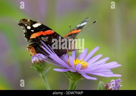 Papillon amiral rouge sur fleur. Vanessa atalanta sur la fleur d'Aster Monch. ROYAUME-UNI Banque D'Images
