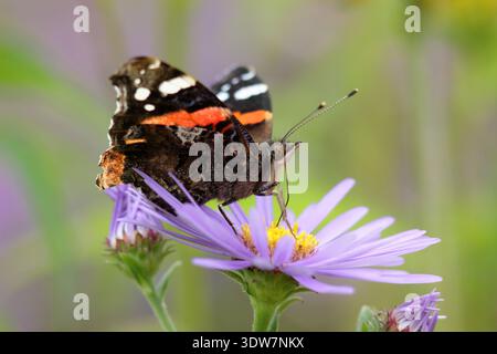 Papillon amiral rouge sur fleur. Vanessa atalanta sur la fleur d'Aster Monch. ROYAUME-UNI Banque D'Images