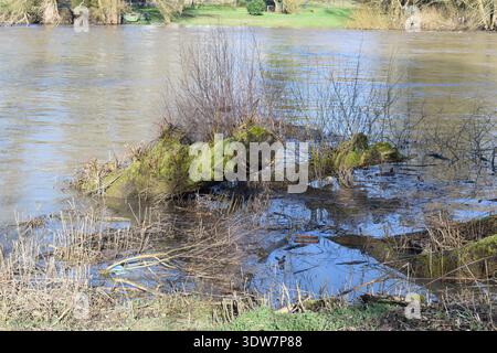 de la mousse couvrait du bois flotté échoué dans l'inondation Banque D'Images