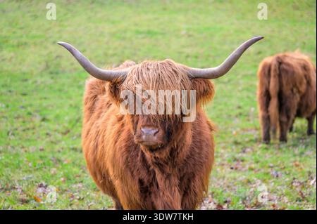 A Highland Cow, Royaume-Uni Banque D'Images