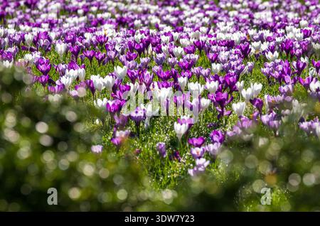 Crocus violets et blancs poussant dans l'herbe. Photographié par une journée ensoleillée au printemps au RHS Wisley Garden, Surrey UK. Banque D'Images