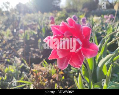 Gros plan tulipe fleurie. Fleur de tulipe fleurie avec des pétales roses et du gel sur un matin de printemps ensoleillé. Floraison florissante tulipe fleurie poussant dans le sol. Pétales couverts de glace neigeuse Banque D'Images