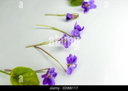 Première fleur de printemps Viola odorata sur le fond bleu clair. Banque D'Images
