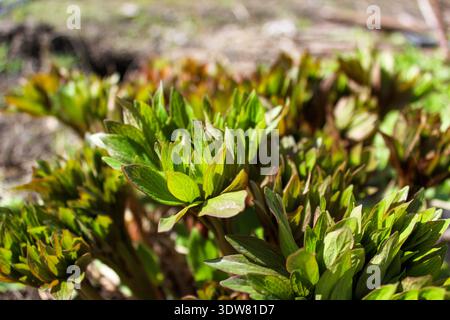Une nouvelle petite pivoine verte pousse dans le jardin. Plantes printanières précoces. Banque D'Images