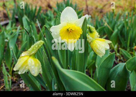 De belles jonquilles fleurissent dans le jardin un jour de printemps pluvieux. Les boutons floraux sont recouverts de gouttes d'eau. Banque D'Images
