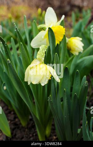 De belles jonquilles fleurissent dans le jardin un jour de printemps pluvieux. Les boutons floraux sont recouverts de gouttes d'eau. Banque D'Images