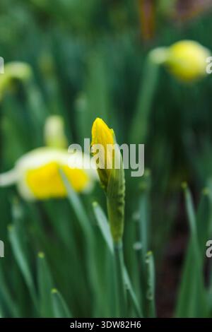 De belles jonquilles fleurissent dans le jardin un jour de printemps pluvieux. Les boutons floraux sont recouverts de gouttes d'eau. Banque D'Images