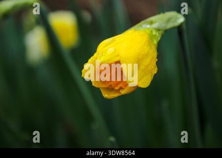 De belles jonquilles fleurissent dans le jardin un jour de printemps pluvieux. Les boutons floraux sont recouverts de gouttes d'eau. Banque D'Images
