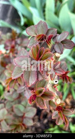 Gros plan d'une rose rouge-vert plantes sans fleurs. Banque D'Images