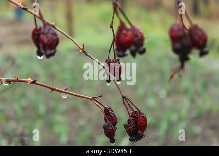 Baies rouges sèches de rose musquée sur le fond de branches sèches. Banque D'Images