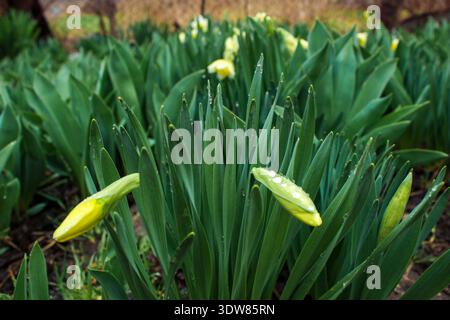 De belles jonquilles fleurissent dans le jardin un jour de printemps pluvieux. Les boutons floraux sont recouverts de gouttes d'eau. Banque D'Images