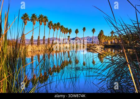 Palmiers reflétés dans Desert Pond avec Blue Sky et montagnes Mojave Oasis Banque D'Images