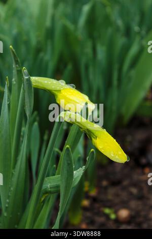 De belles jonquilles fleurissent dans le jardin un jour de printemps pluvieux. Les boutons floraux sont recouverts de gouttes d'eau. Banque D'Images