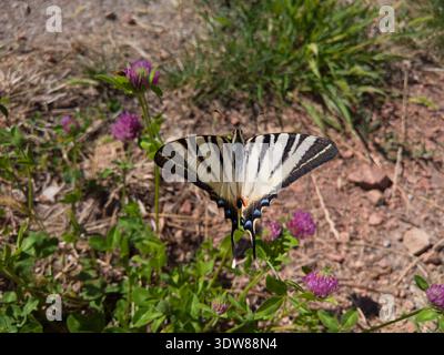 Rare papillon à queue d'araignée (Iphiclides podalirius) reposant sur une fleur de trèfle rouge (Trifolium pratense) dans une prairie ensoleillée. Banque D'Images