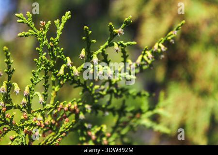 Arrière-plan des branches de Thuja. Gros plan sur les branches vertes de conifères. Texture de haie Thuja. Fond vert naturel. Banque D'Images