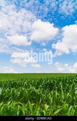 Un ciel bleu clair rempli de nuages blancs s'étend sur un champ de maïs luxuriant. Des rangées de plants de maïs vert poussent haut sous la lumière du soleil, montrant les richnes Banque D'Images