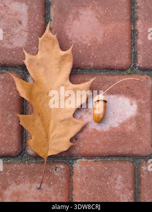 Feuille de chêne brun et gland couchés sur un trottoir de briques rouges, symbolisant la saison automnale et la beauté simple de la nature en gros plan. Banque D'Images