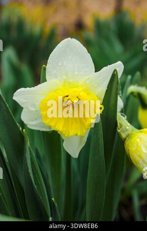 De belles jonquilles fleurissent dans le jardin un jour de printemps pluvieux. Les boutons floraux sont recouverts de gouttes d'eau. Banque D'Images