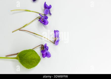 Première fleur de printemps Viola odorata sur le fond bleu clair. Banque D'Images