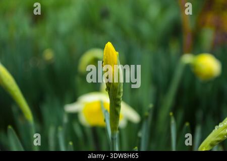 De belles jonquilles fleurissent dans le jardin un jour de printemps pluvieux. Les boutons floraux sont recouverts de gouttes d'eau. Banque D'Images