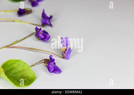 Première fleur de printemps Viola odorata sur le fond bleu clair. Banque D'Images