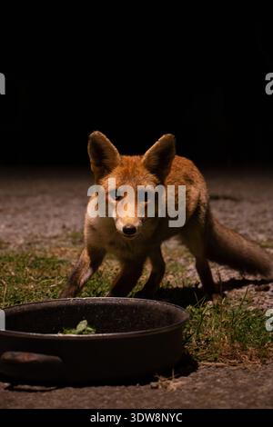 Fox gros plan, regard intense, Italie Banque D'Images