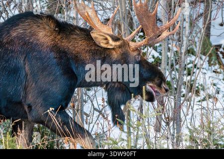 Un taureau orignal de l'est se tient dans la neige dans le parc Algonquin. Il a un manteau brun foncé, une grande cloche de gorge et de larges bois à ossature dure. L'orignal l'ouvre Banque D'Images