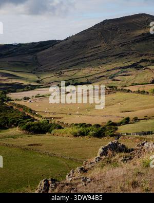 Santa Maria, Açores - 15 septembre 2024 : vaste paysage rural avec des collines ondulantes, des pâturages verts et dorés, des vaches éparpillées au pâturage, et traditio Banque D'Images