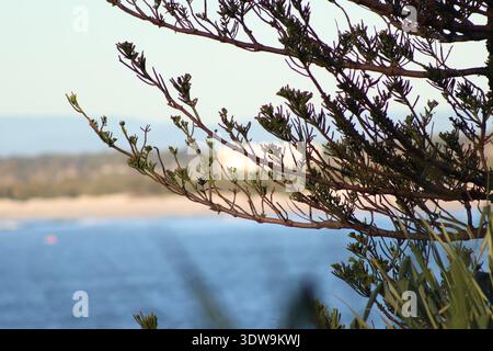 Scène côtière avec des branches d'arbres au premier plan et plage floue et océan en arrière-plan, Queensland, Australie. Banque D'Images