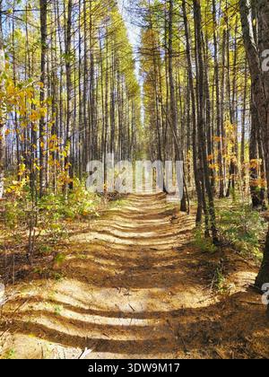 Ruelle d'automne parsemée de feuilles. Le chemin, entouré d'arbres aux feuilles jaunes, va à l'horizon en perspective. Banque D'Images