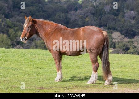 Un cheval brun se dresse calmement dans un pâturage vert, avec des arbres et des collines ondulantes en arrière-plan. Byrne Preserve, comté de Santa Clara, Californie. Banque D'Images