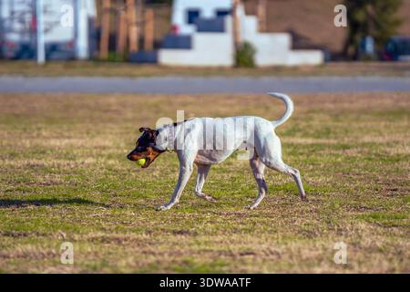 Un rat terrier bodeguero athlétique court à travers un terrain herbeux avec une balle de tennis jaune dans sa bouche par une journée ensoleillée dans le parc. Banque D'Images